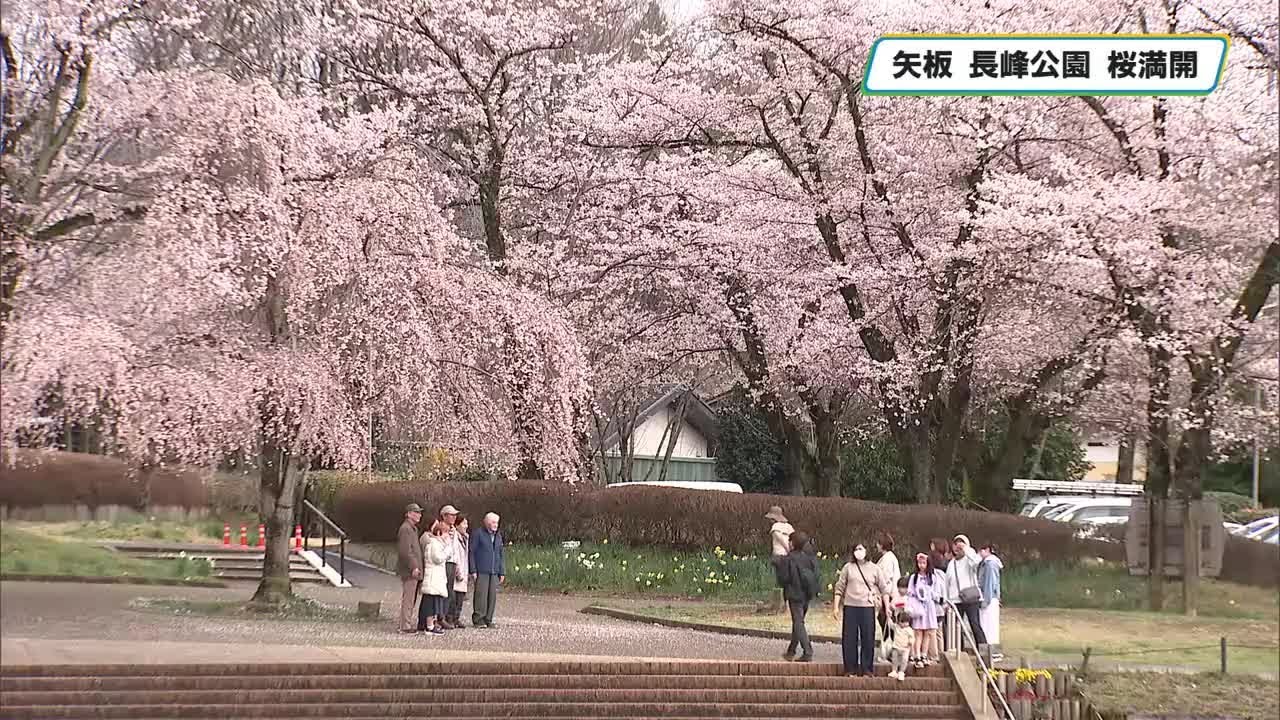 Enjoy a stroll among the 150 Somei Yoshino cherry trees