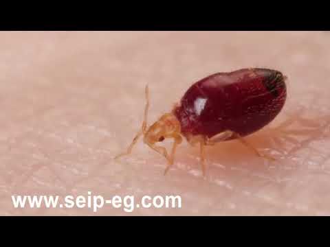بق الفراش  (Bed bugs) دورة الحياة