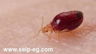 بق الفراش  (Bed bugs) دورة الحياة