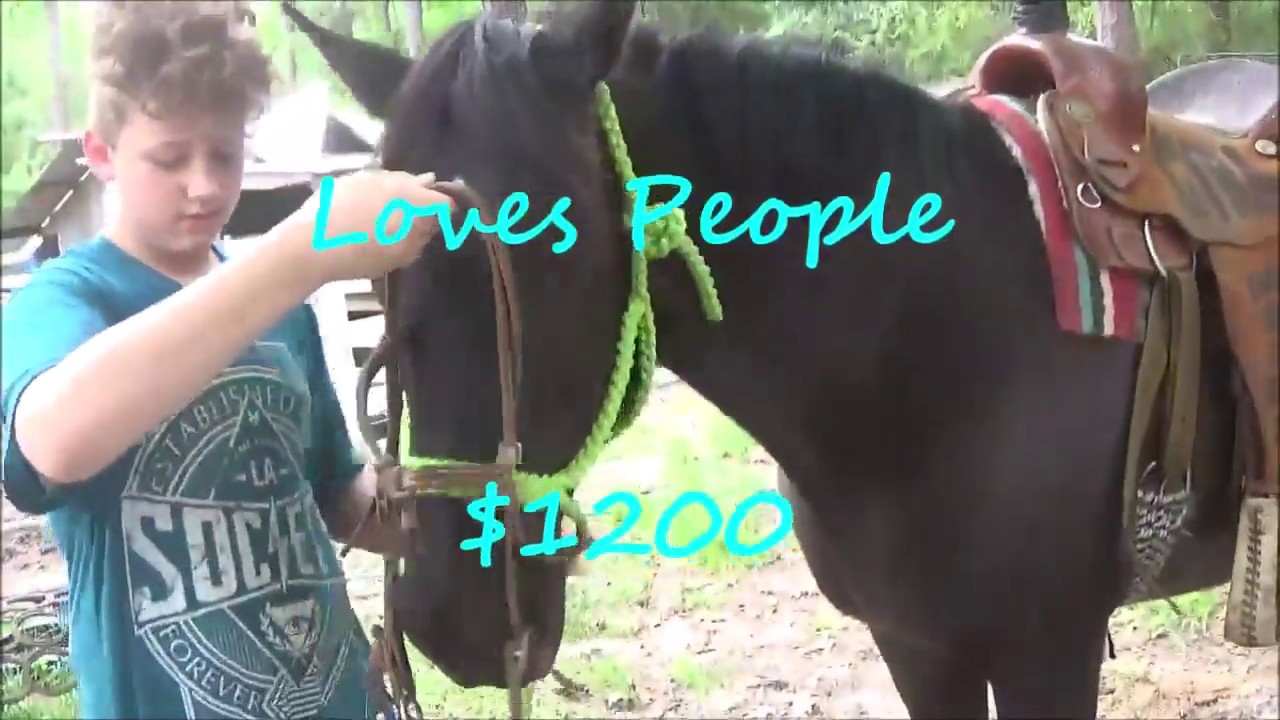 Beautiful Horse for Sale Missouri Foxtrotter Mare, Solid Black and