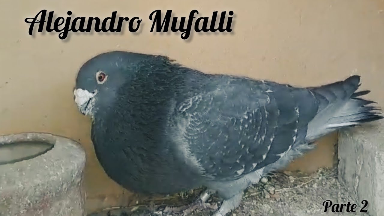 ВЕЛИКОЛЕПНО!!👌 из Мендосы Гуаймаллен Алехандро Муфалли 😎💪 показывает нам свою линию рабочих голубей💪