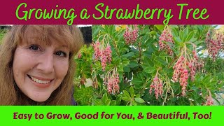 Growing a Strawberry Tree - Arbutus marina & Arbutus unedo - How Best to Grow