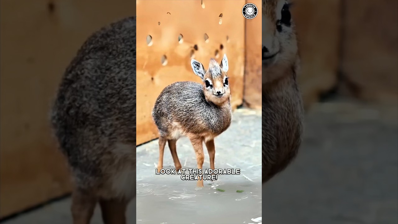 Dik-Dik 🦌 How Is This Even REAL?!