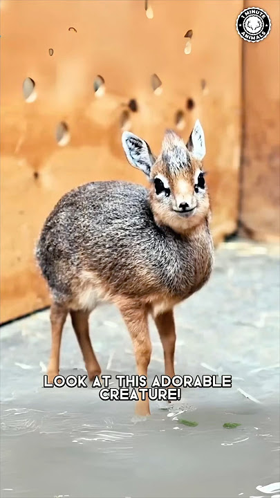 Dik-Dik 🦌 How Is This Even REAL?!