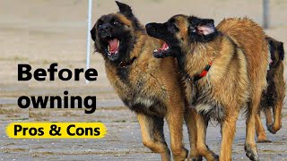 Leonberger: The Pros & Cons of Owning One