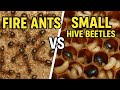 Fire ants vs Small Hive Beetle larvae
