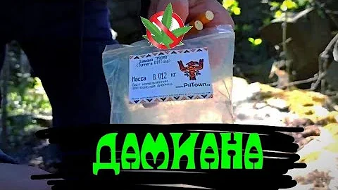 Дегустация Дамианы | Курение и эффект от Дамианы