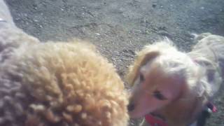 KC and Holly playing in the field #2 by canzirka 20 views 7 years ago 6 minutes, 55 seconds