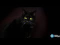 Защо котките могат да виждат в тъмното?