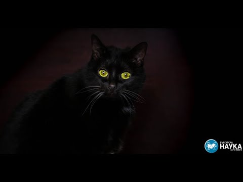 Видео: Могат ли котенцата да виждат в тъмното?