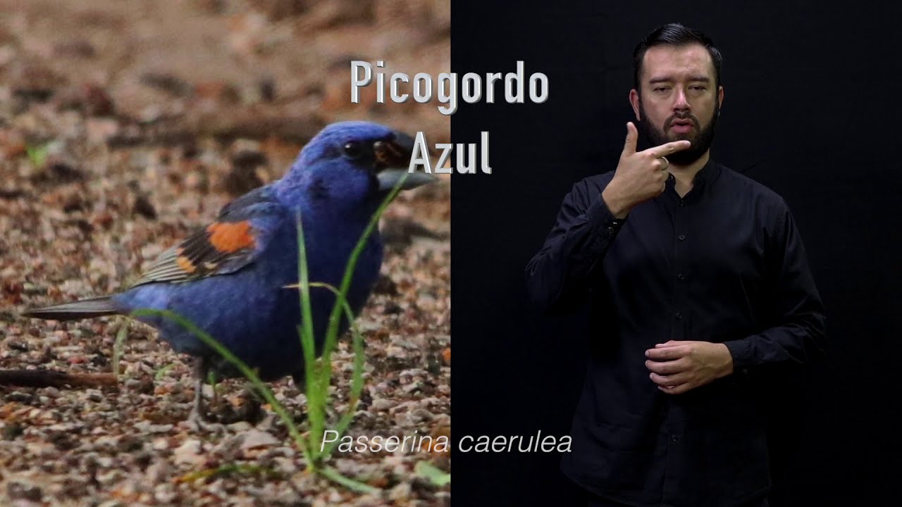 Picogordo Azul | ZAVES - YouTube