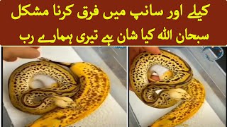 Snake And Banana Snake Allah Ki Qudrat Amazing Video Allah Ki Kudrat
