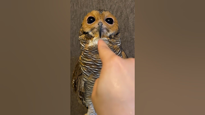 Bibib the Owl also has ears!!️🦉👂❤️