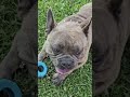 @Barnecles Has Beef...The Country Pimp Isn't Backing Down #pokemon #milo2023 #puppy #funny #shorts