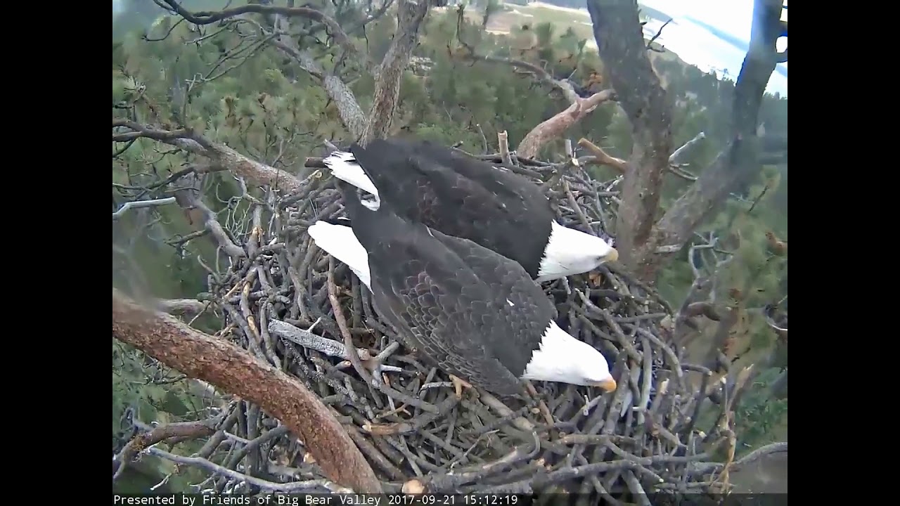 09-21-17 Big Bear Lake eagles; Mr. and Mrs. Big Bear's p.m. visit.