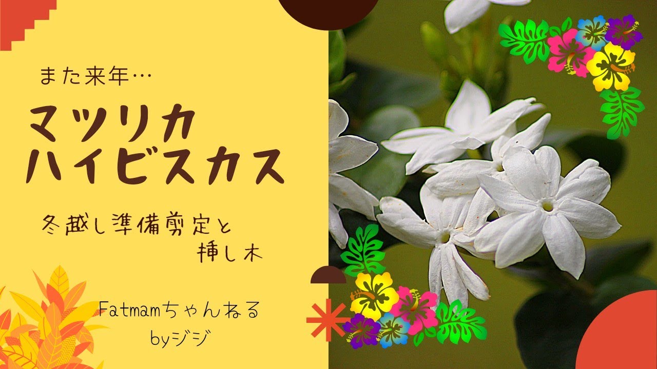 また来年 マツリカ ハイビスカスの冬越し準備剪定と挿し木 Fatmamby4771 Youtube