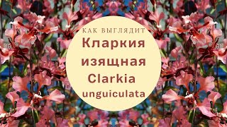 :   / Clarkia unguiculata / Clarkia
