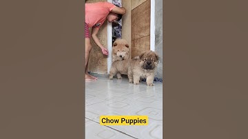 Chow Chow Puppies