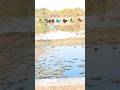 #video #youtubeshorts #100 beautiful bird 🐦 chand bhi honge tare #viral #video
