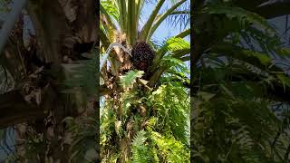 I harvest oil palm using a very sharp King JM tool