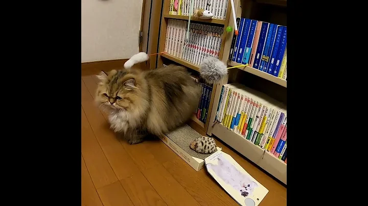 Video 4939781: chinchilla golden persian cat, cute chinchilla golden persian, cute persian cat japan
