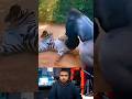 Gorilla Slams Tiger on Jungle 😱
