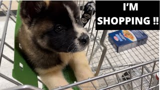 Socializing My Akita Puppy | American Akita | How To Socialize Your Puppy