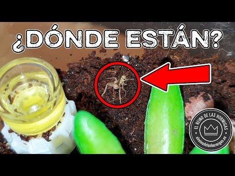 ¡OH NO! | ¿DONDE ESTÁN LAS HORMIGAS DEL TERRARIO? | 2 MESES DESPUÉS