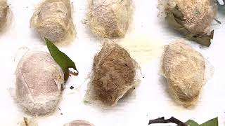 Polyphemus Moth Caterpillar and cocoons