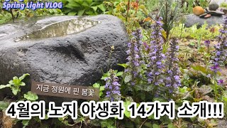 봄빛가드닝- 잔인한 4월...노지정원에 핀 야생화 14가지 감상/가드닝/정원꾸미기/정원가꾸기/야생화