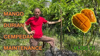 Vlog #1 MANGO DURIAN Maintenance - Tropical Syntropic Food Forest