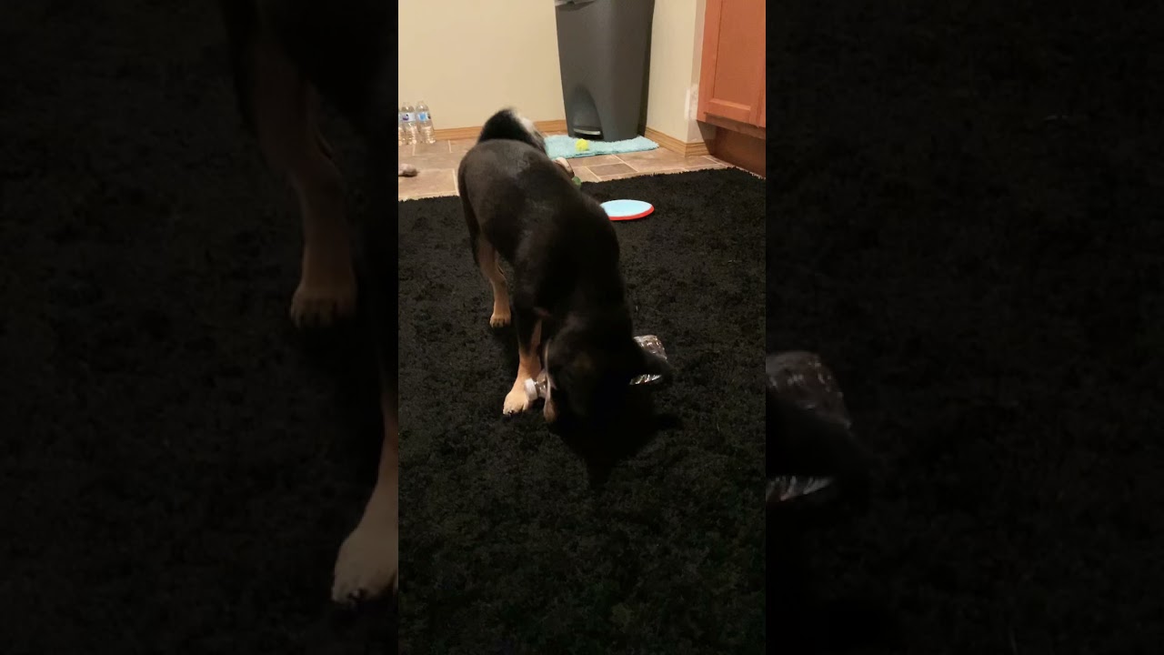 Shiba Investigates Water Bottle