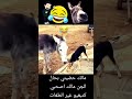  عالم الحيوان الكلب الحمار الشعب الصيني ماله حل الضحك نكتة اليوم