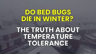 Do Bed Bugs Die in Winter? The Truth About Temperature Tolerance | The Bed Bugs Experts