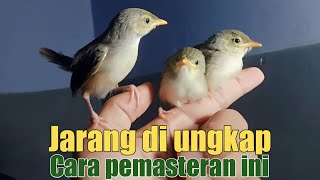 CARA MEMASTERI ANAKAN CIGUN || CIBLEK GUNUNG AGAR MUDAH MASUK DAN BERMATERI MEWAH