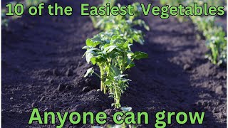 10 of the easiest vegetables anyone can grow!!