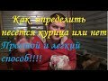 несется курица или нет?