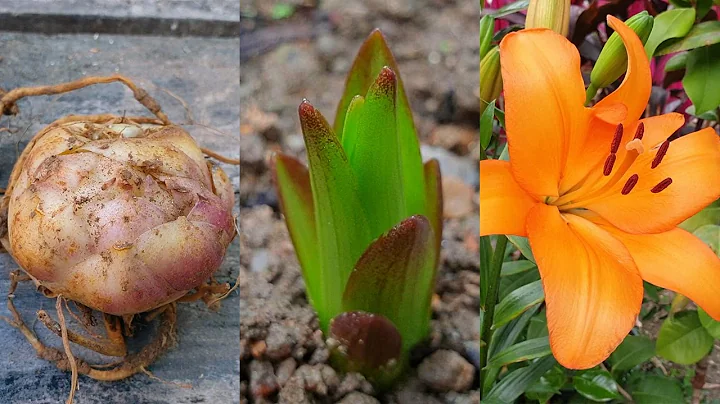 How to grow Lily Bulbs in pots at home - Lilies flowers | Lily bulbs planting - DayDayNews