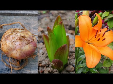 Video: Florile de crin se răspândesc?