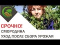 Смородина   Уход после сбора урожая. СРОЧНО!