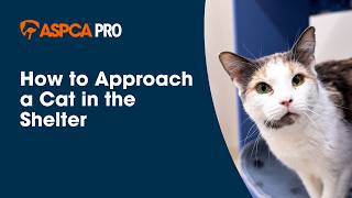 How to Approach a Cat in the Shelter
