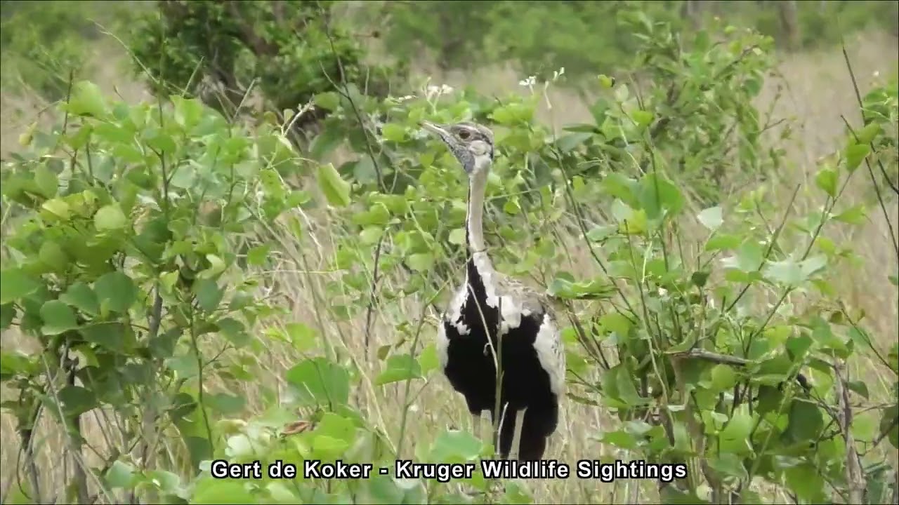 Amazing sound of a Black-Bellied Bustard calling in Kruger National Park