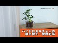 ハイドロカルチャー（水耕栽培）の植え替え・管理方法 【初心者向け】/ How to/ DCMチャネル