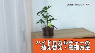 ハイドロカルチャー 水耕栽培 の植え替え 管理方法 初心者向け How To Dcmチャネル Youtube