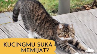 Download Lagu kucing suka memijat pemiliknya, apa artinya? MP3 Download Lagu kucing suka memijat pemiliknya, apa artinya? MP3
