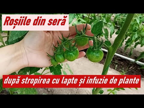 Video: Efectul Apei De Irigație Care Conține Arsenic Asupra Compoziției Elementare A Plantelor De Fasole și Salată Cultivate în Sol Nisipos Calcaroasă