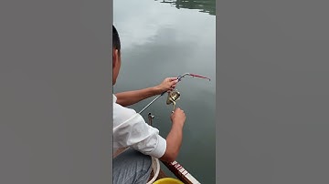 Cần câu máy cắm giật tự động câu lăng xê 😍 | Fishcamp Việt Nam #2 #shorts #shortsfeed2023