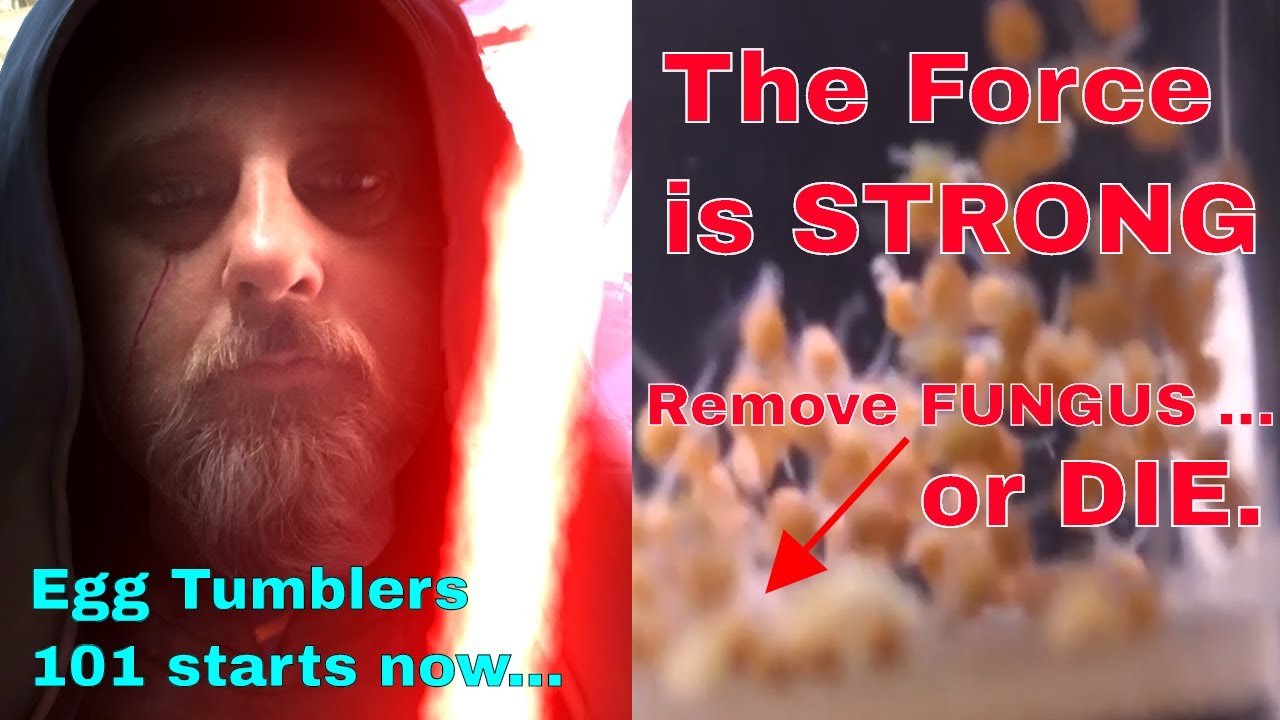 Egg Tumblers 101 HOW TO get the TUMBLE SPEED correct removing