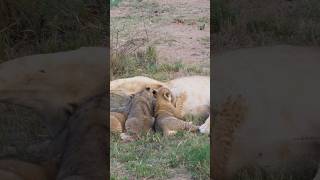 AMAZING Moment when lion cubs start to suckle  🦁