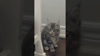 Maine coon morning routine  #viral #cat #mainecoon #trending #catlovers #cats #shortvideo #funny